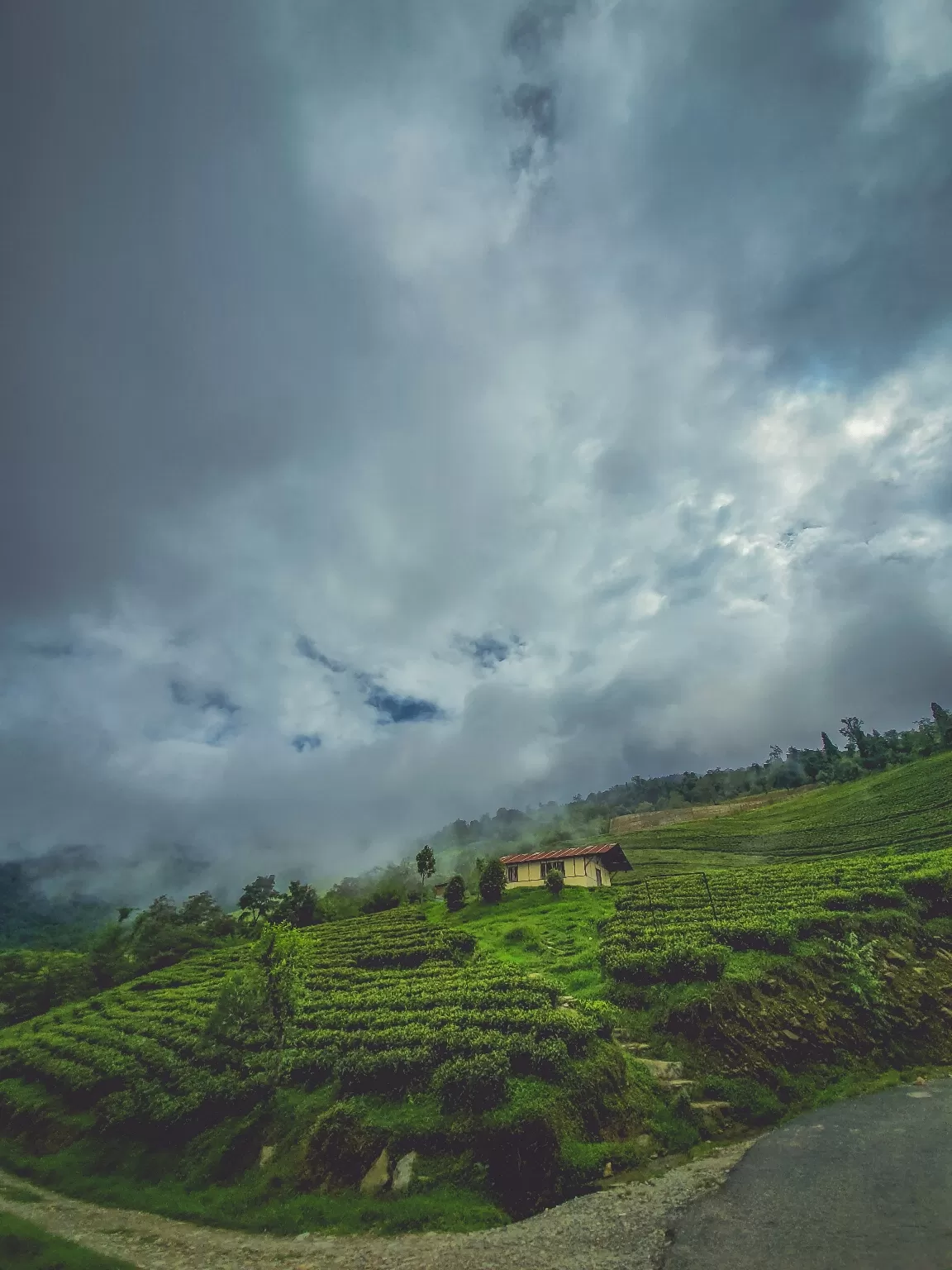 Photo of Temi Tea Garden By Saurav Anuraj