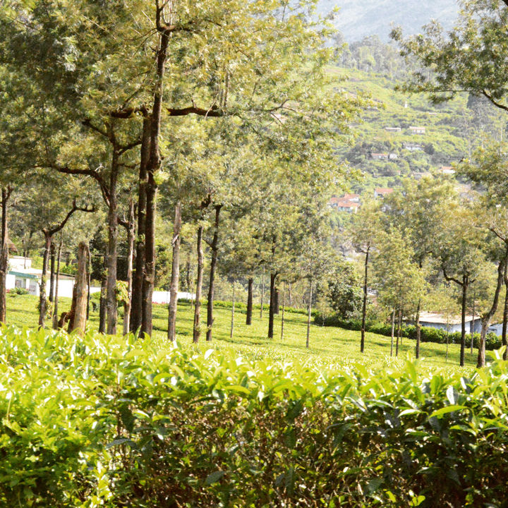 Photo of Awesome ride at Athirapally, Kerala to Valparai, Tamil Nadu By Jaffer Liyakath