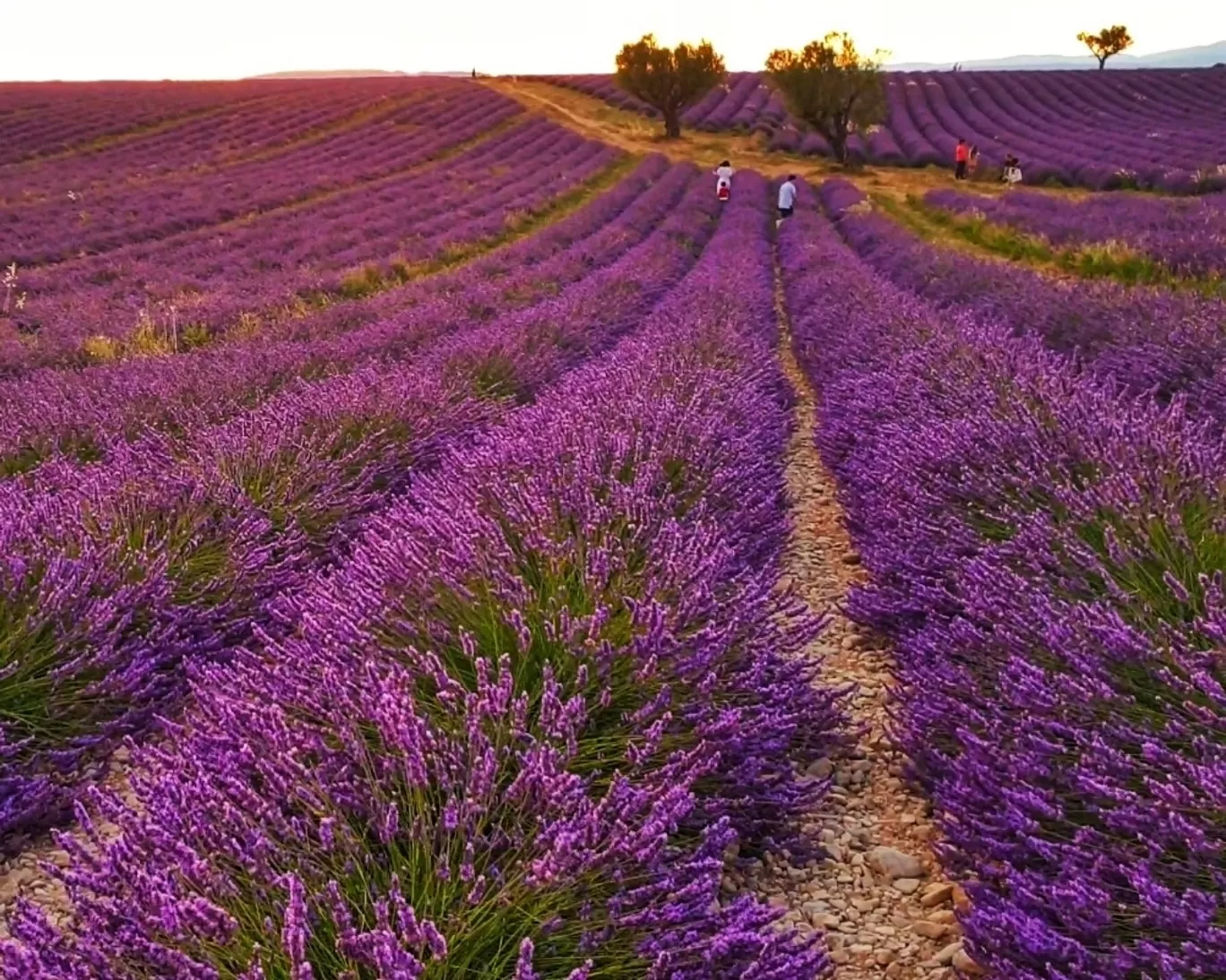 Photo of Valensole By Karishma Shaikh