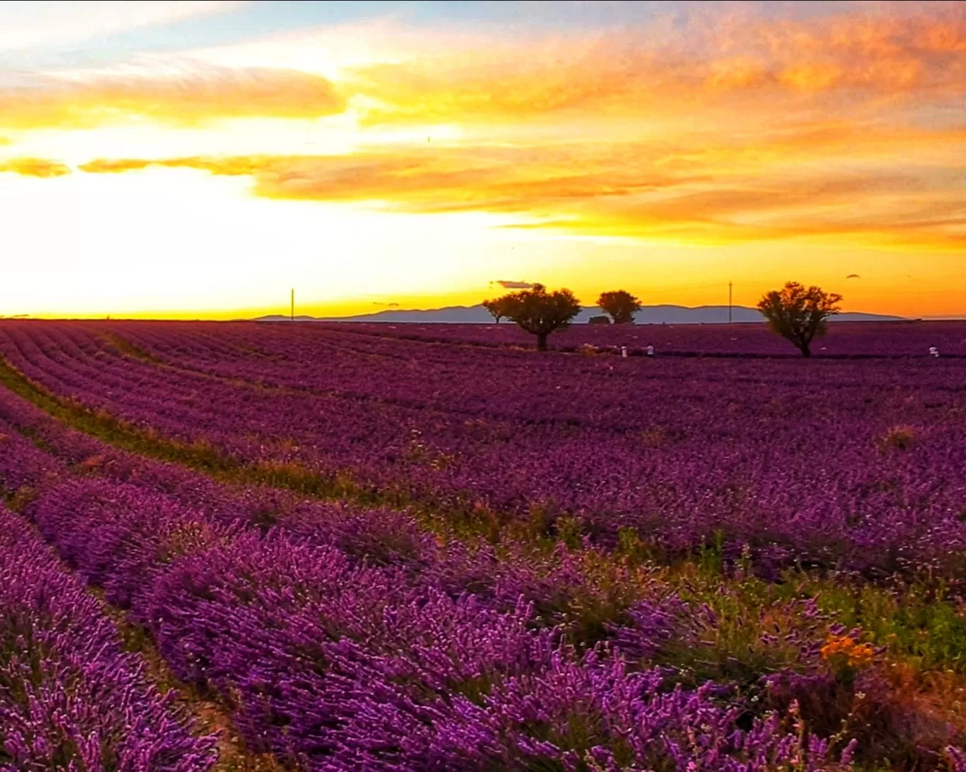Photo of Valensole By Karishma Shaikh