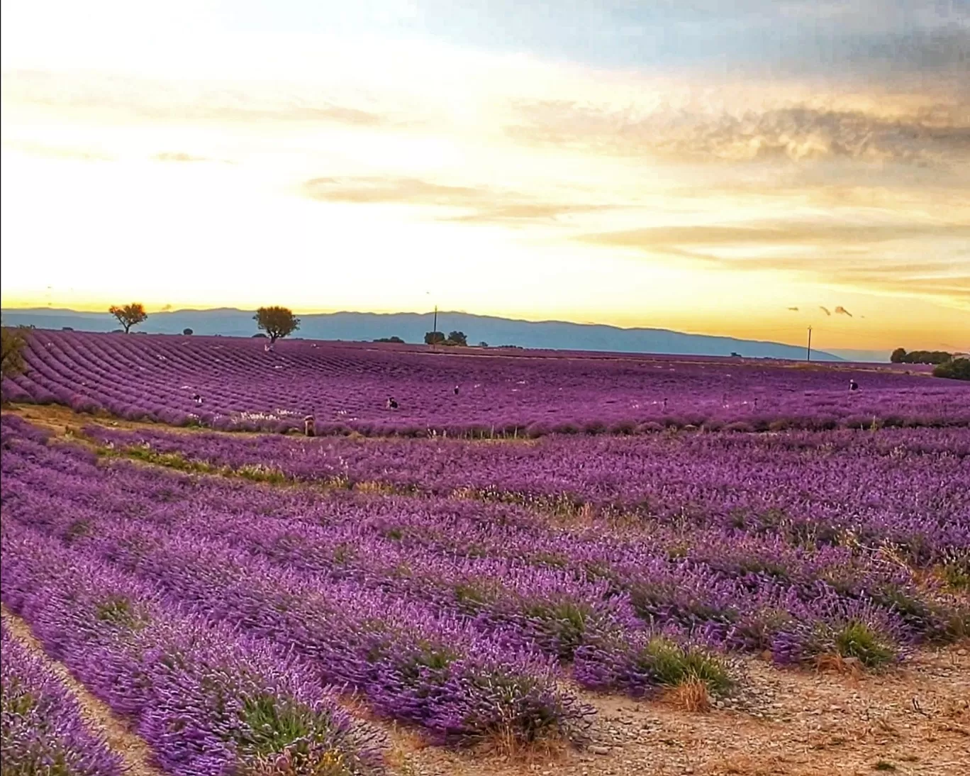Photo of Valensole By Karishma Shaikh