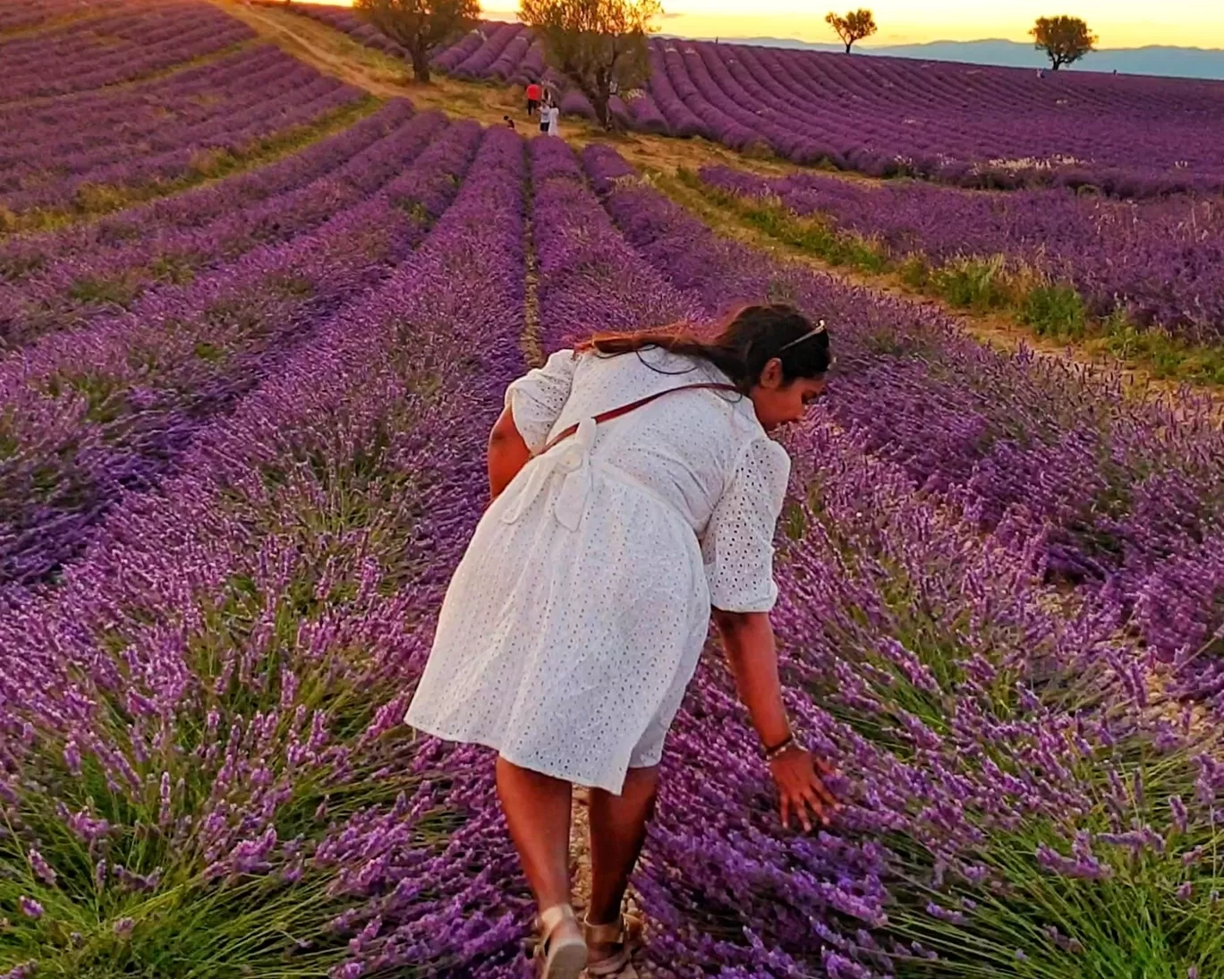 Photo of Valensole By Karishma Shaikh