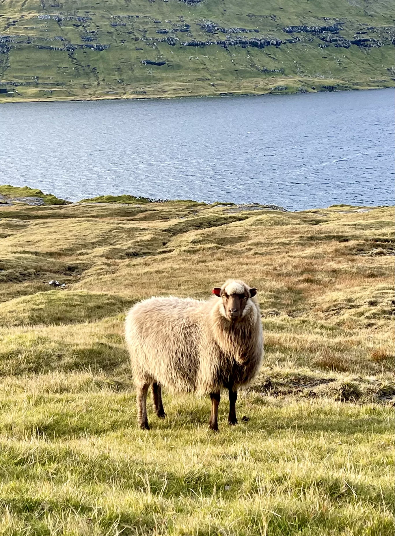 Photo of Faroe Islands By Karishma Shaikh