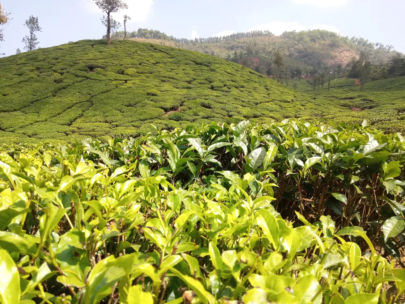 Photo of Kodagu By Sidharth Jain