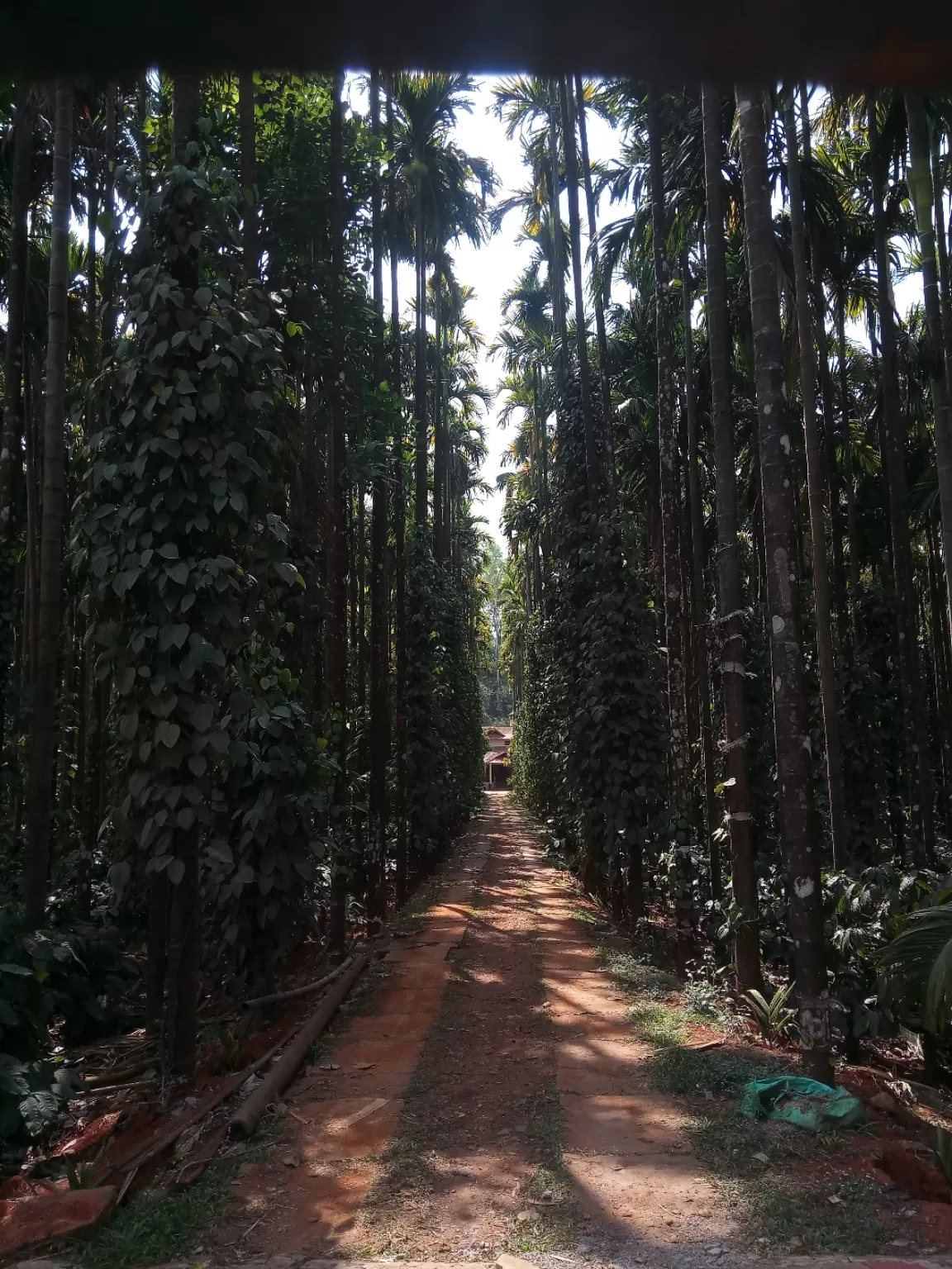 Photo of Kodagu By Sidharth Jain