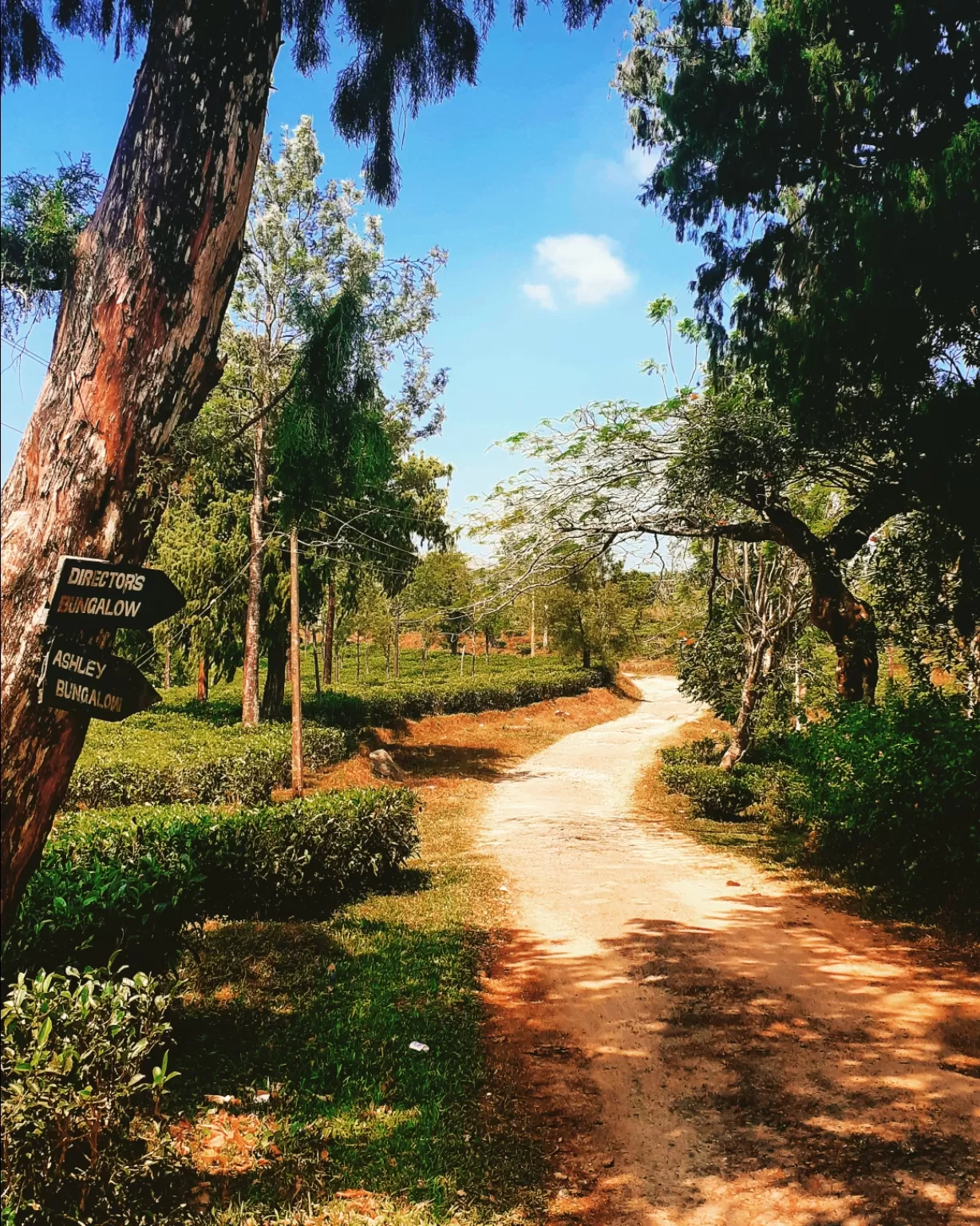 Photo of Kuttikkanam By kurian john