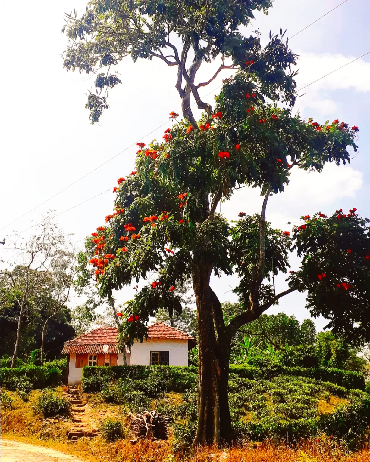 Photo of Kuttikkanam By kurian john