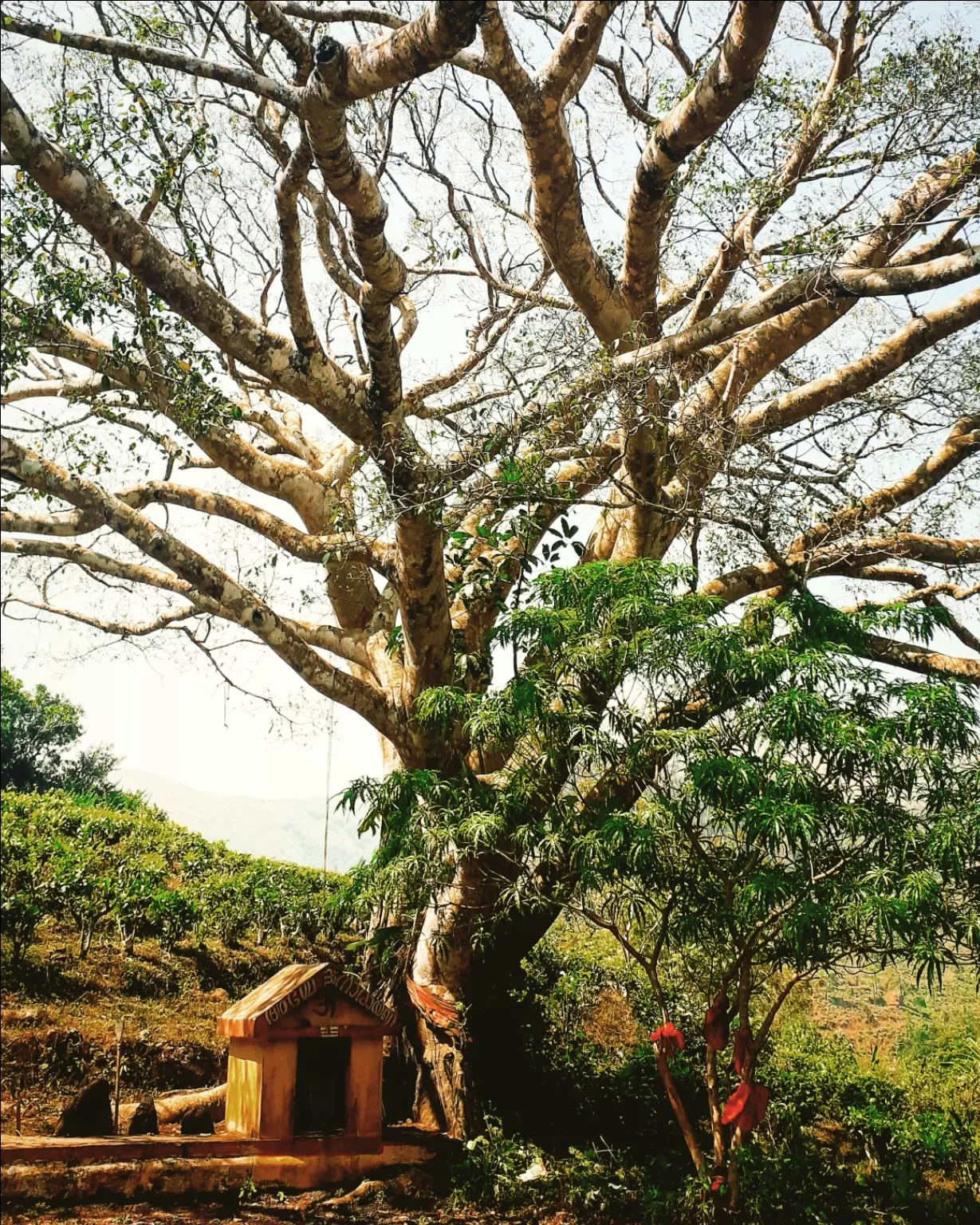 Photo of Kuttikkanam By kurian john