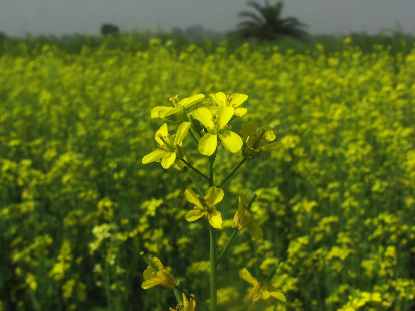 Photo of Bankura I By Jayanta Mukherjee