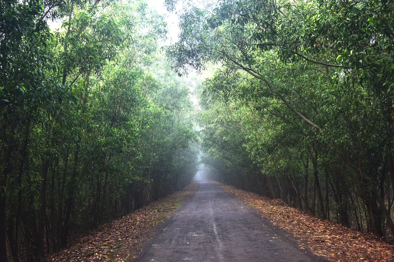 Photo of Bankura I By Jayanta Mukherjee