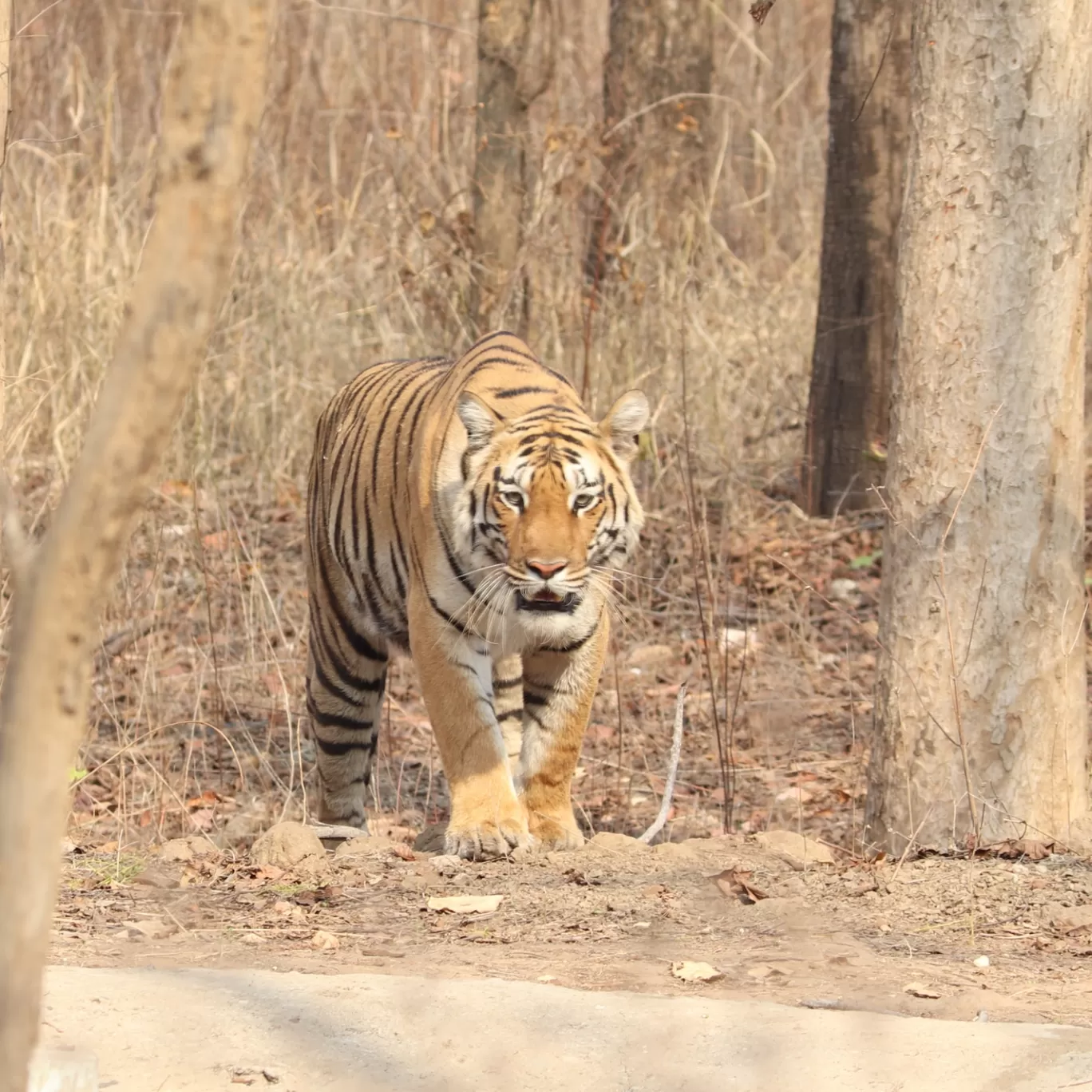 Photo of Pench Tiger Reserve Gateway By Rahul Tawade