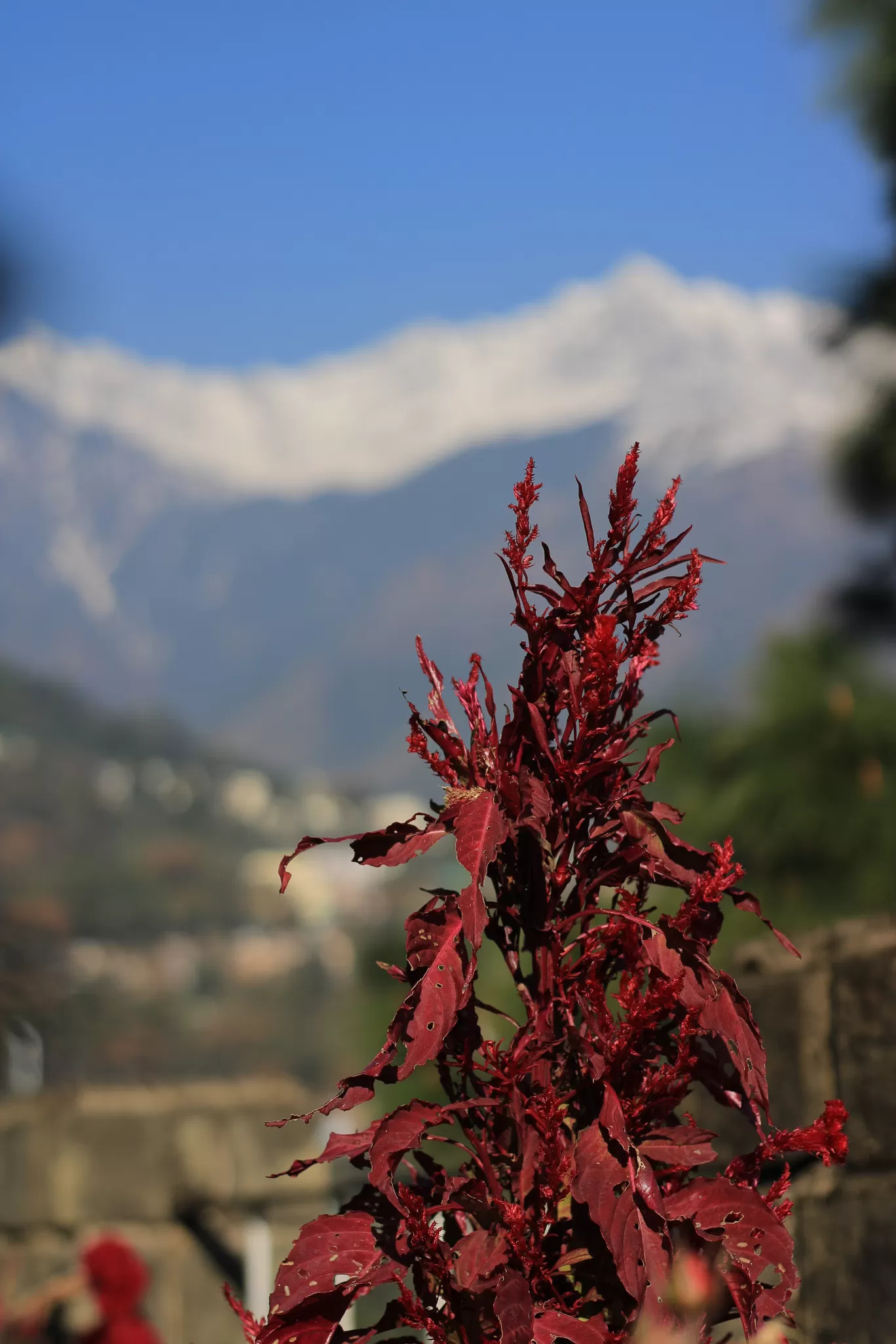 Photo of McLeod Ganj By Aarushi Singh