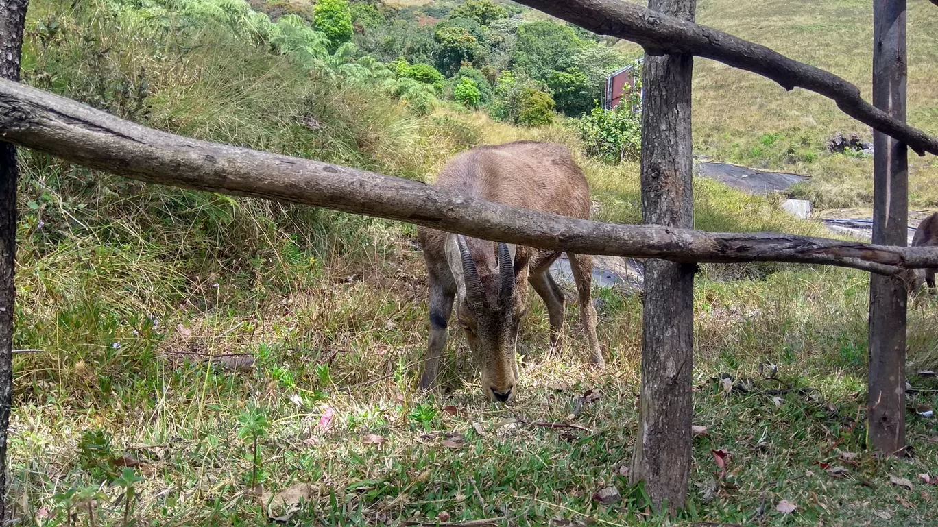 Photo of Munnar By ADHUL S.V