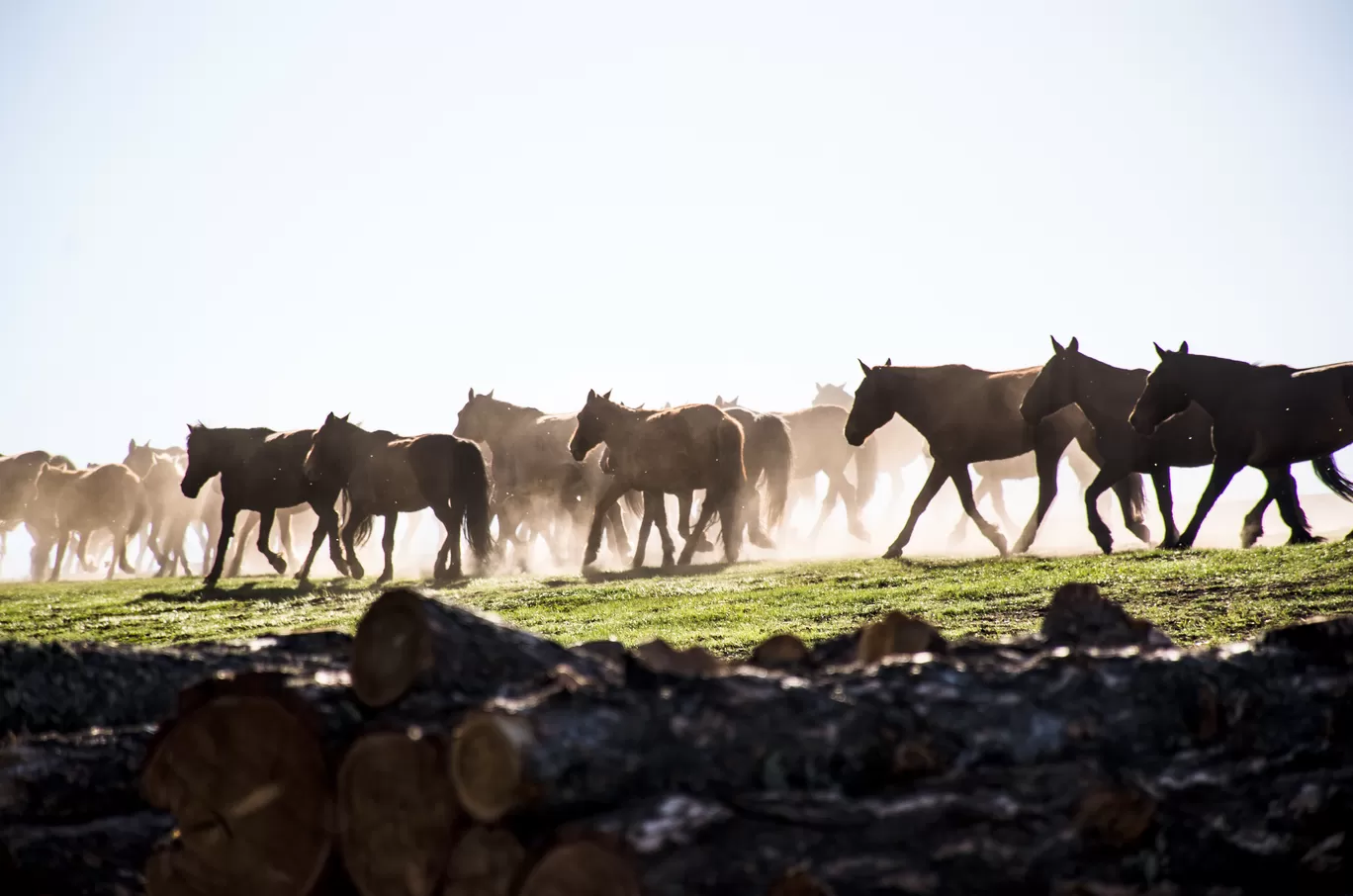 Photo of Mongolia By Jyoti Patil