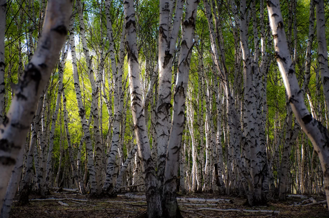 Photo of Mongolia By Jyoti Patil