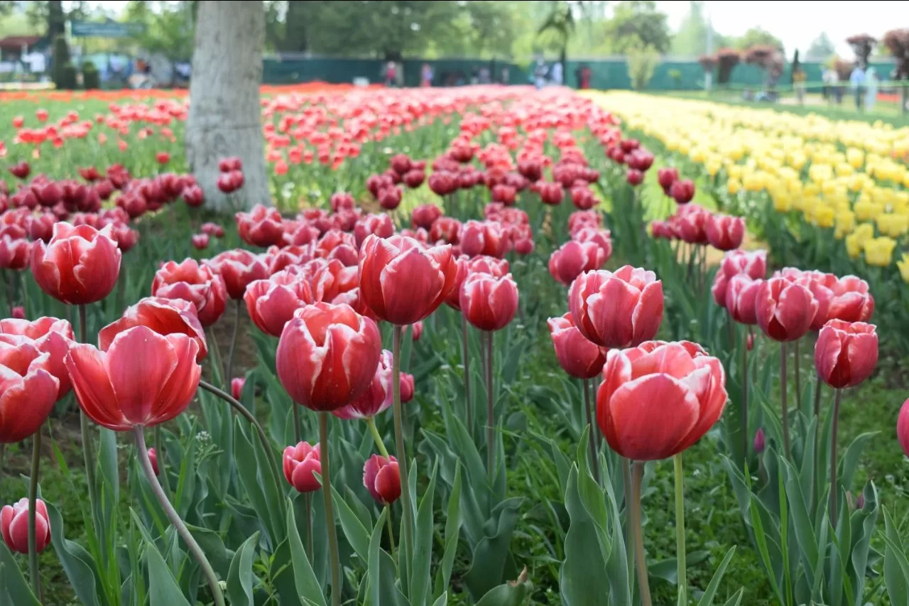 Photo of Tulip Garden By Sumit Kuthe