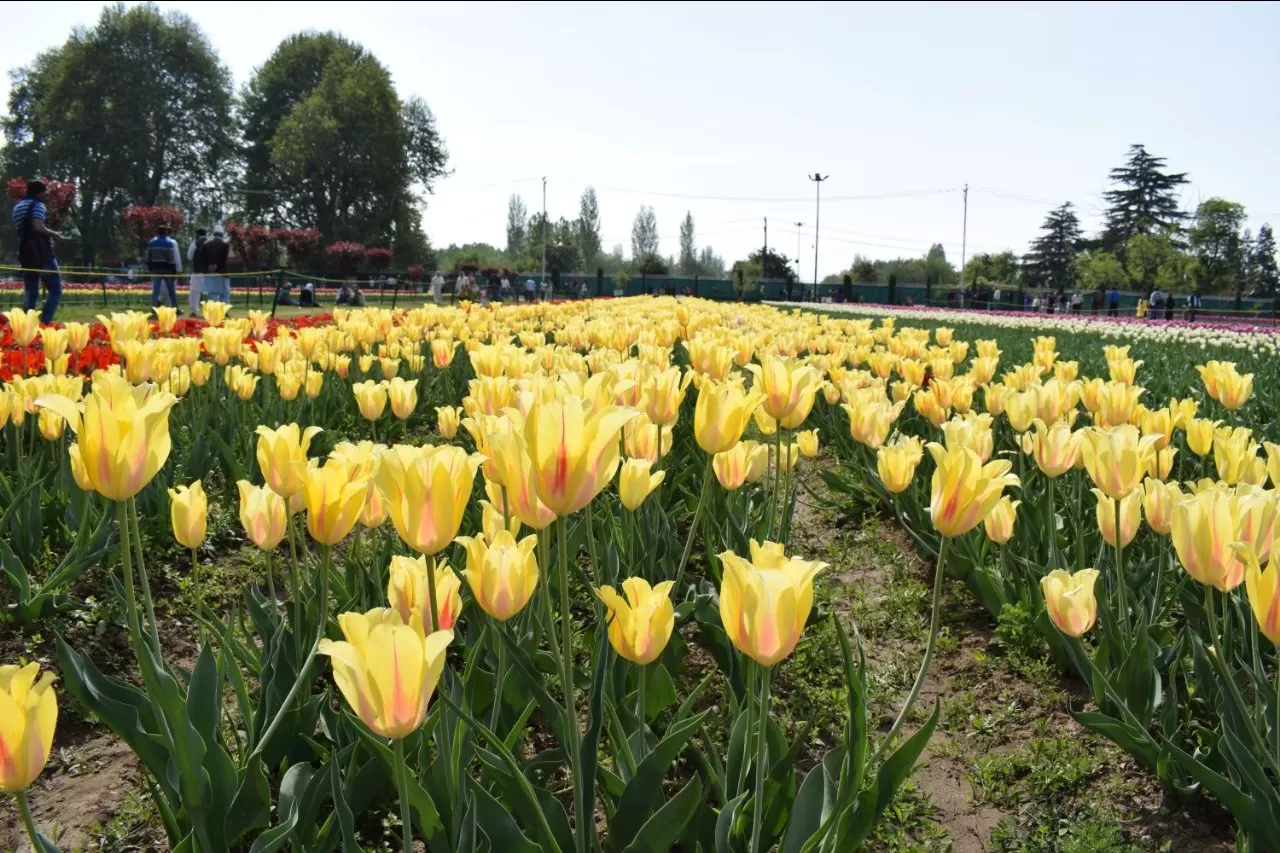 Photo of Tulip Garden By Sumit Kuthe