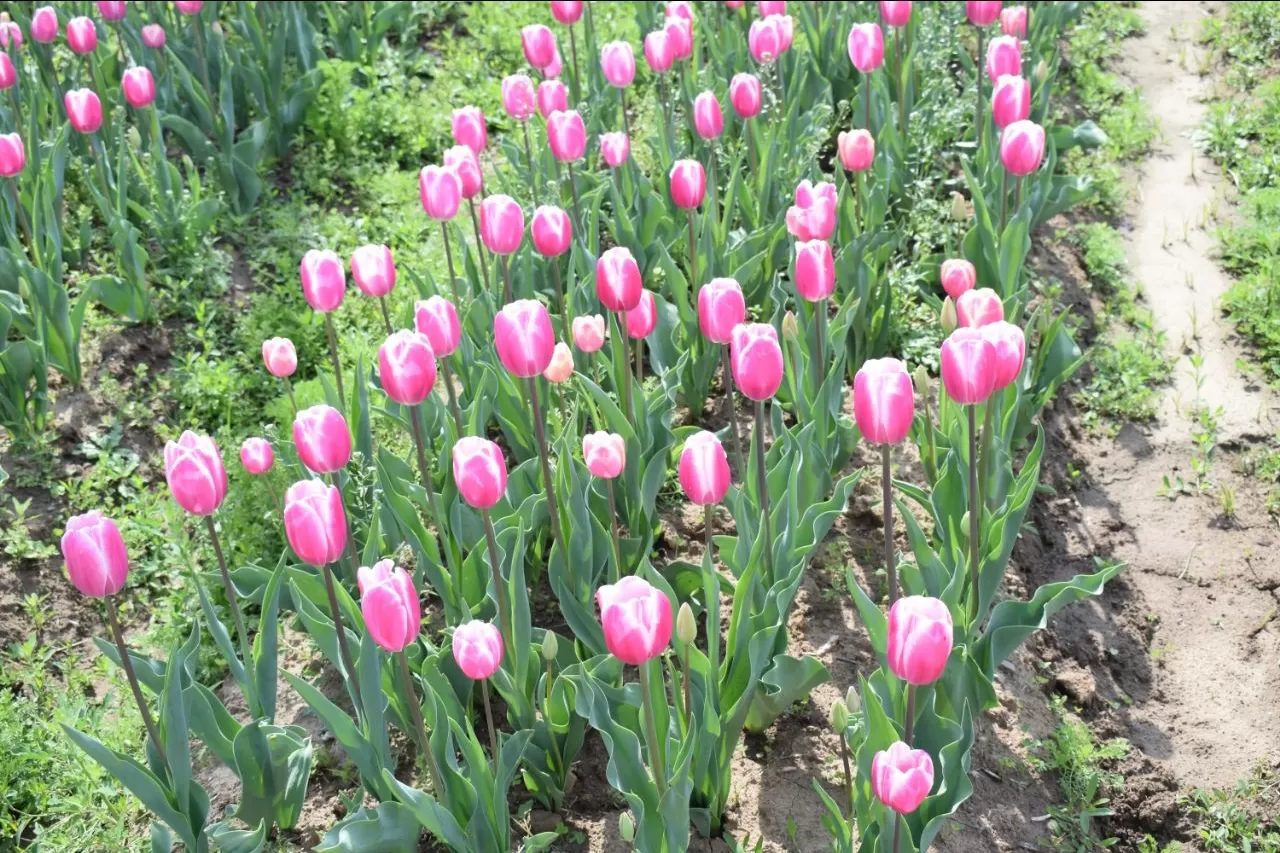 Photo of Tulip Garden By Sumit Kuthe