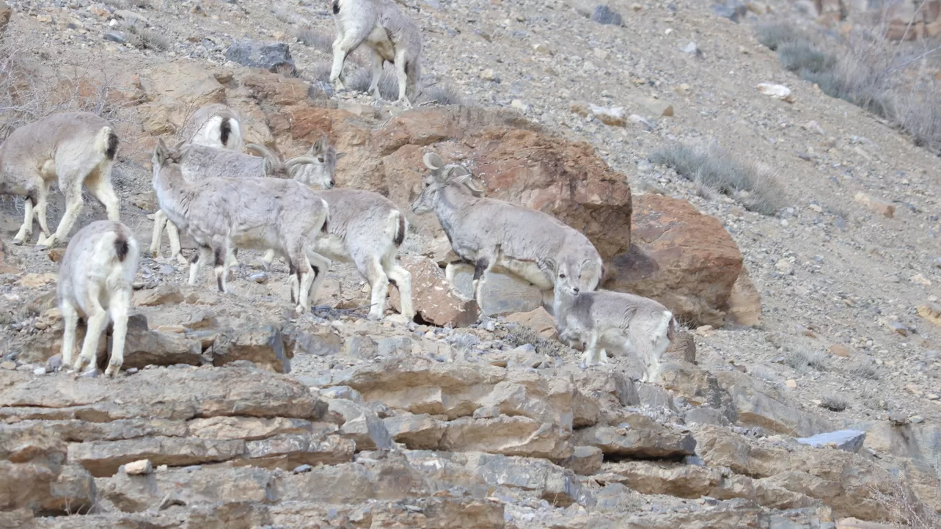 Photo of Kibber By Abhinav Rajput