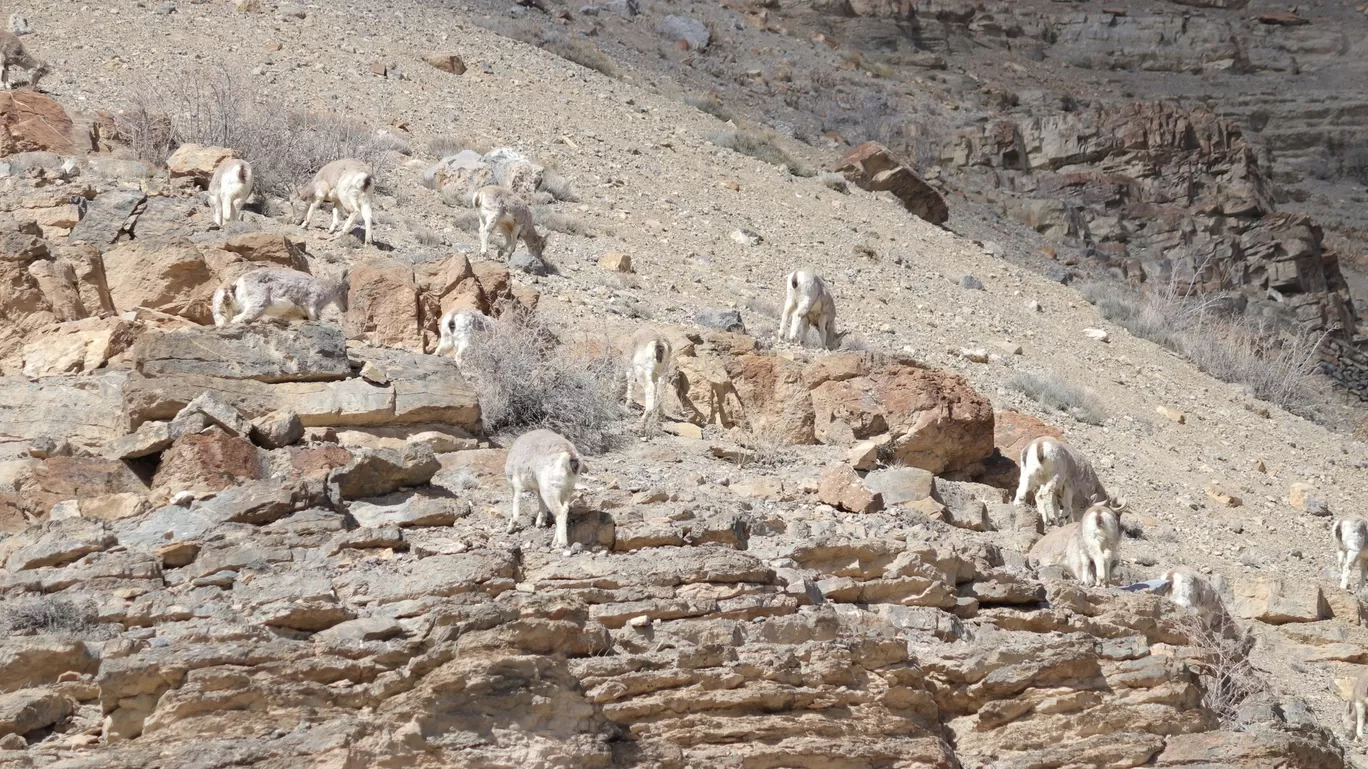 Photo of Kibber By Abhinav Rajput