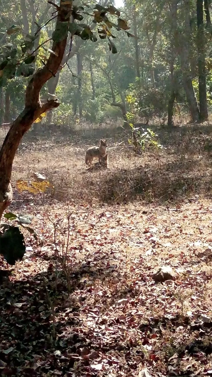 Photo of Bandhavgarh Tiger Reserve By Ruplal Jatav