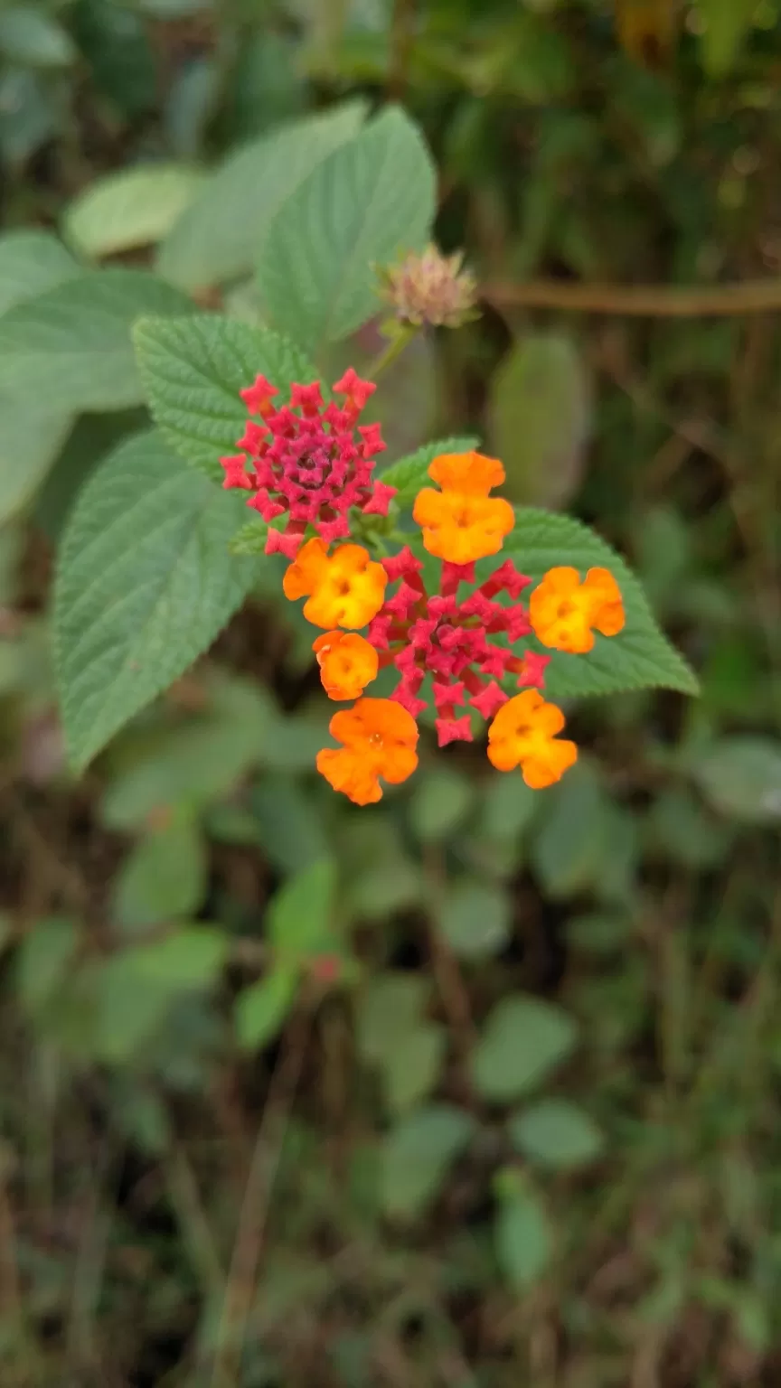 Photo of Wayanad By Abinash