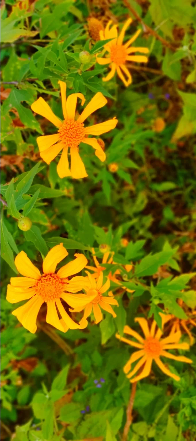 Photo of Charmadi By Prajwal Jain