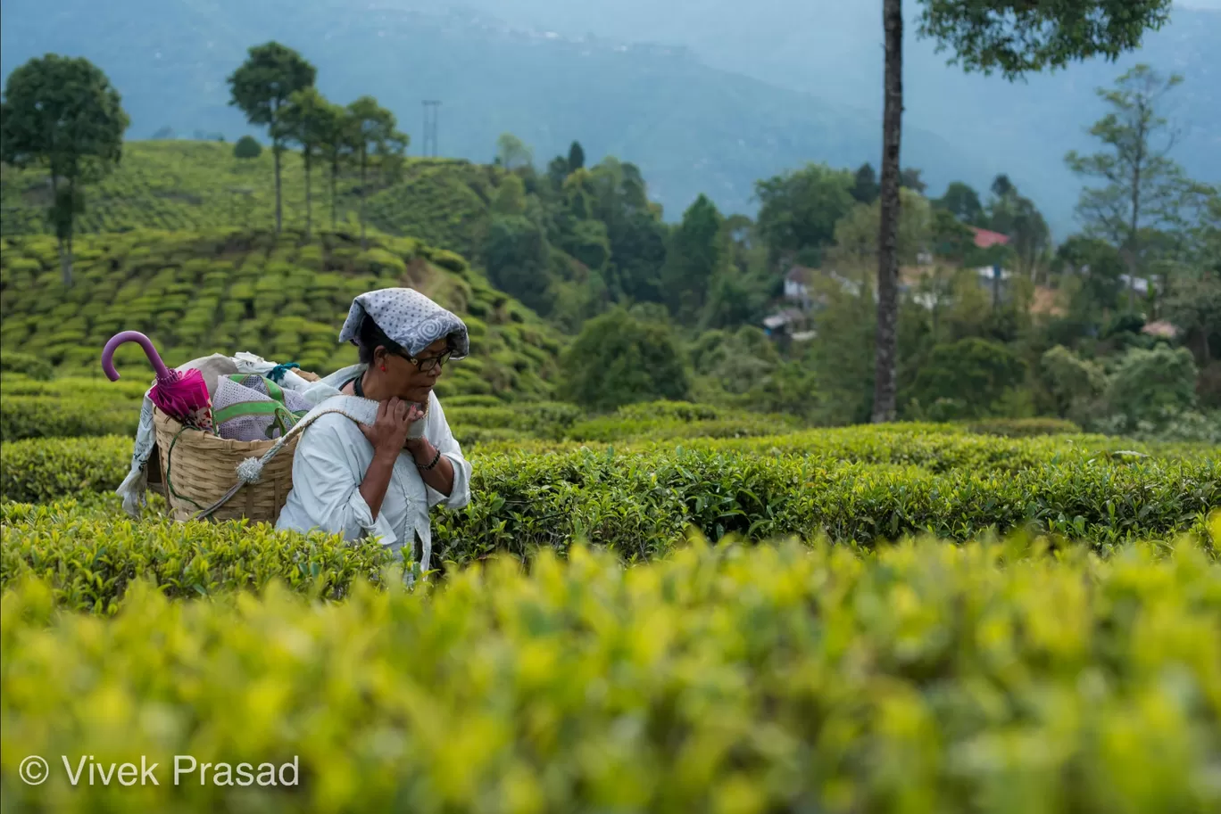 Photo of Darjeeling By Vivek J Prasad