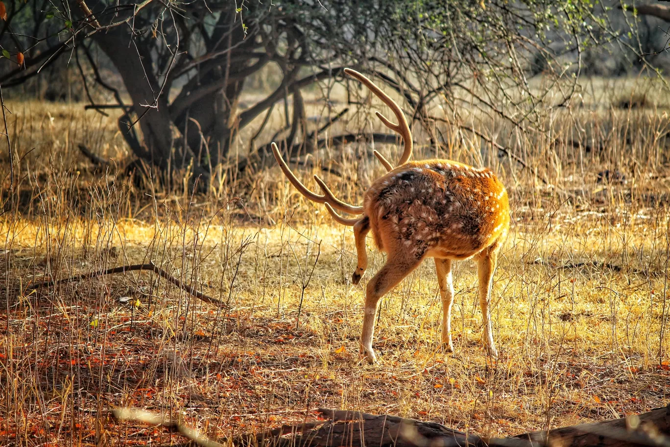 Photo of Sariska Tiger Reserve By Akshay Kumar Aggarwal