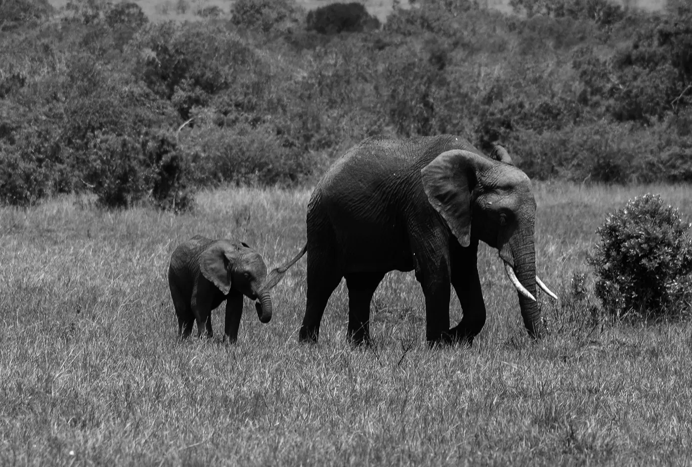 Photo of Masai Mara National Reserve By thewanderjoy