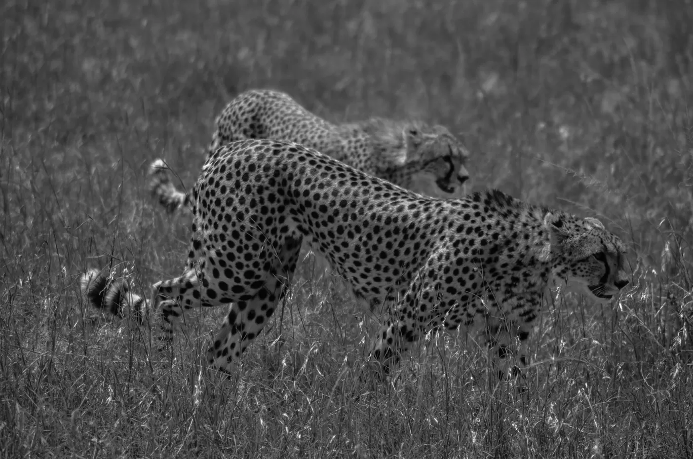 Photo of Masai Mara National Reserve By thewanderjoy