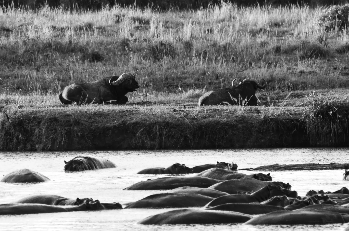 Photo of Masai Mara National Reserve By thewanderjoy