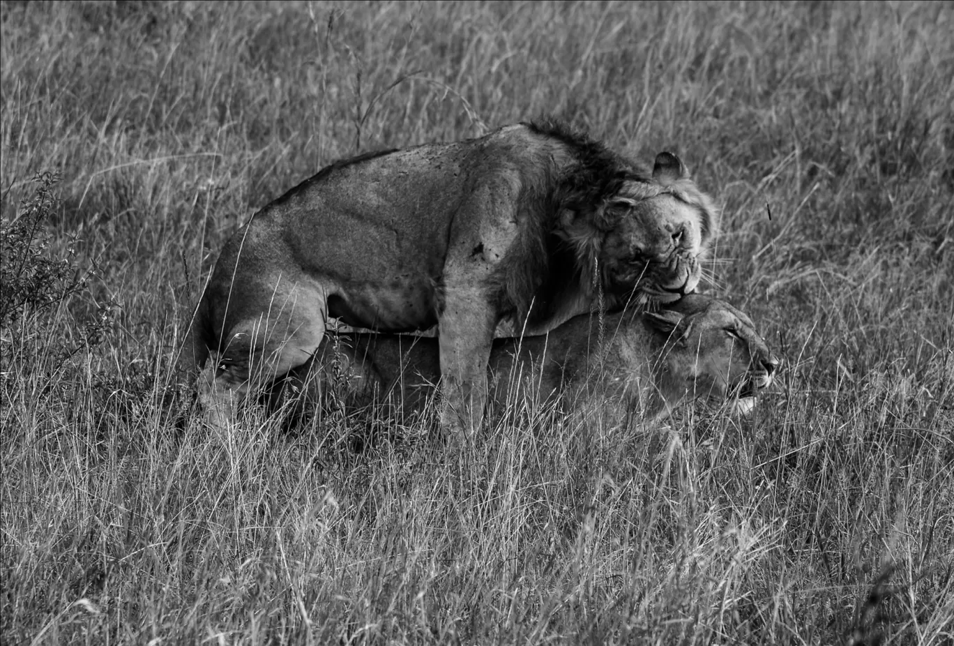 Photo of Masai Mara National Reserve By thewanderjoy