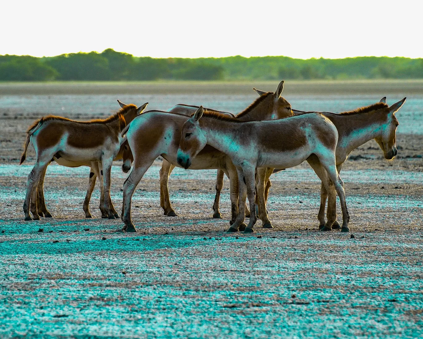 Photo of Gujarat By thewanderjoy