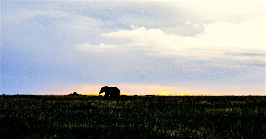 Photo of Masai Mara National Reserve By thewanderjoy