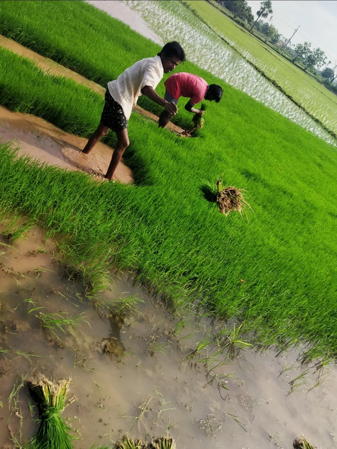 Photo of 7/232 By Akash kota