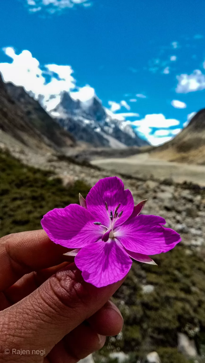 Photo of Gaumukh Tapovan trek By trekking uttarakhand 