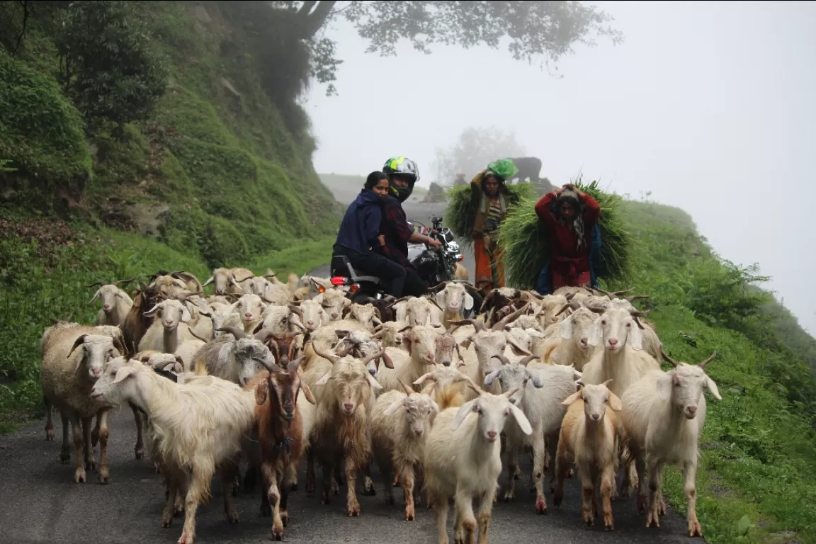 Photo of Uttarakhand By trekking uttarakhand 