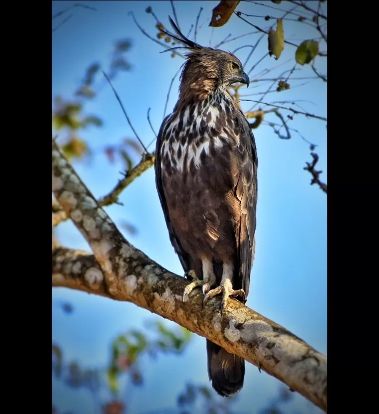 Photo of Kabini River Lodge By Sriram Singh
