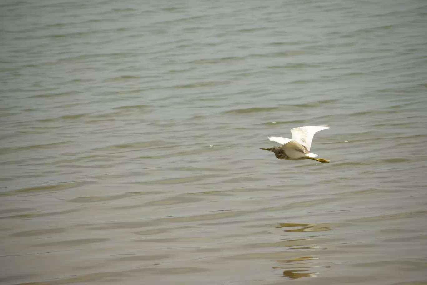 Photo of Kabini River Lodge By Sriram Singh