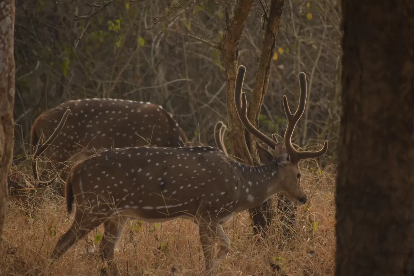 Photo of Kabini River Lodge By Sriram Singh