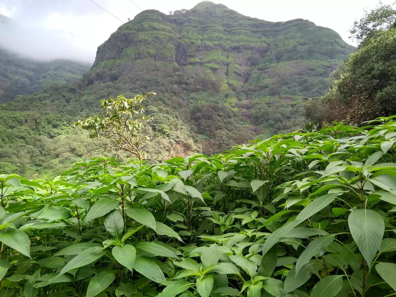 Photo of Andharban Trek By Pooja Bhosale