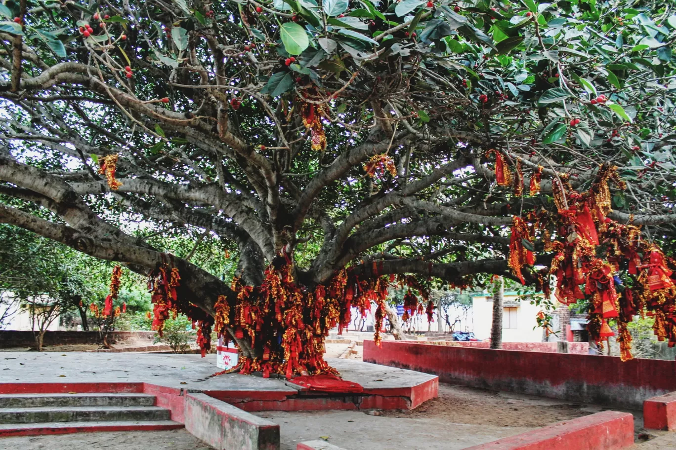 Photo of Orissa By Ankita Gupta