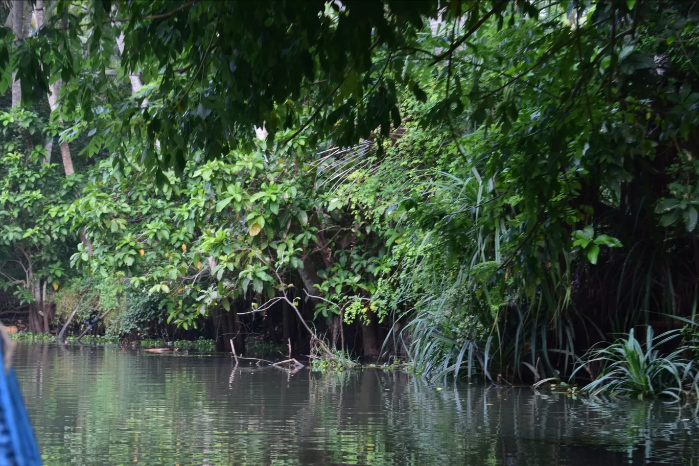 Photo of Kerala Backwaters By Kartik Sehgal