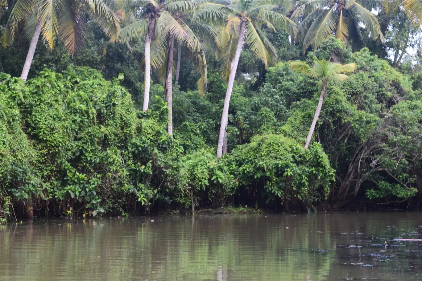 Photo of Kerala Backwaters By Kartik Sehgal
