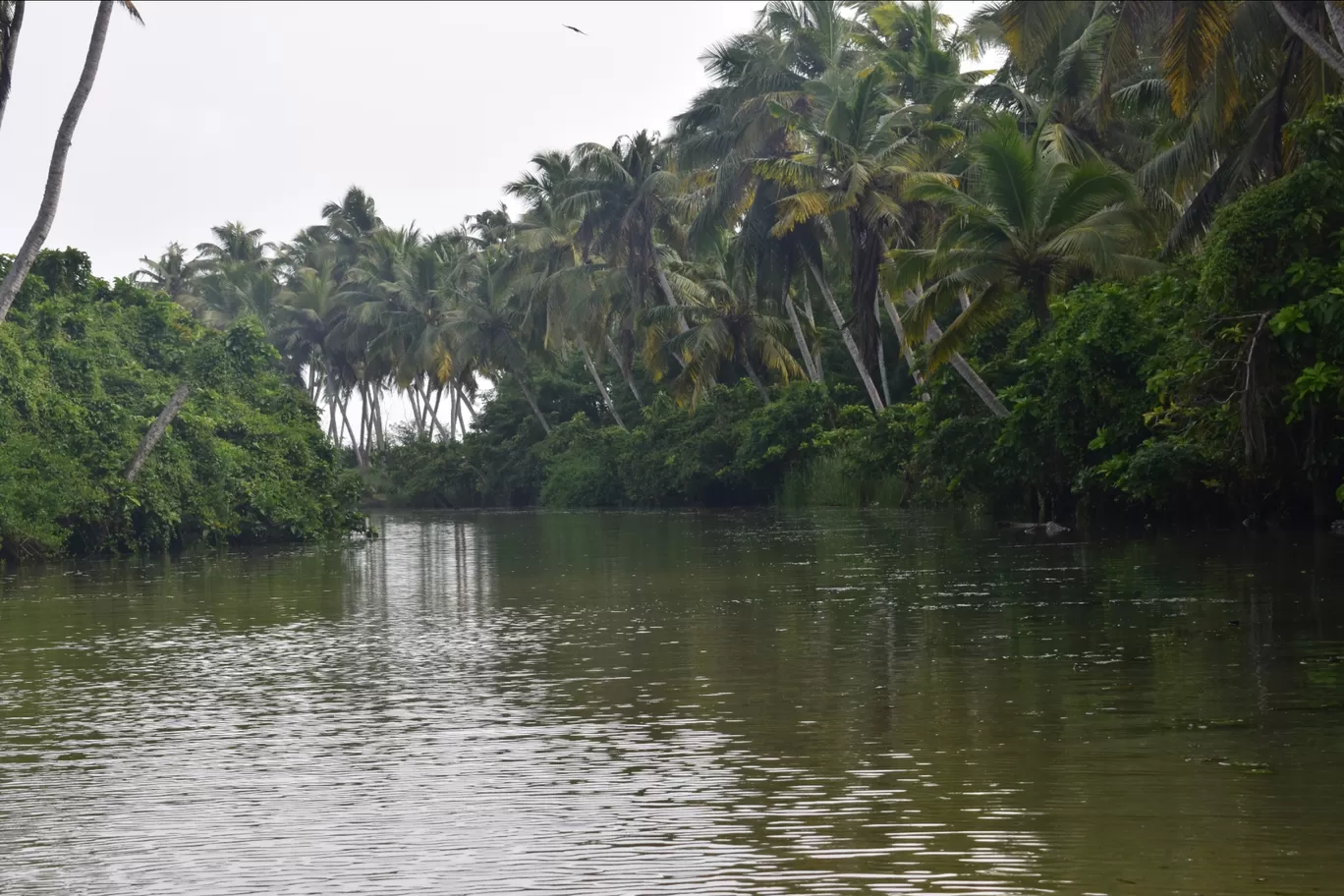 Photo of Kerala Backwaters By Kartik Sehgal
