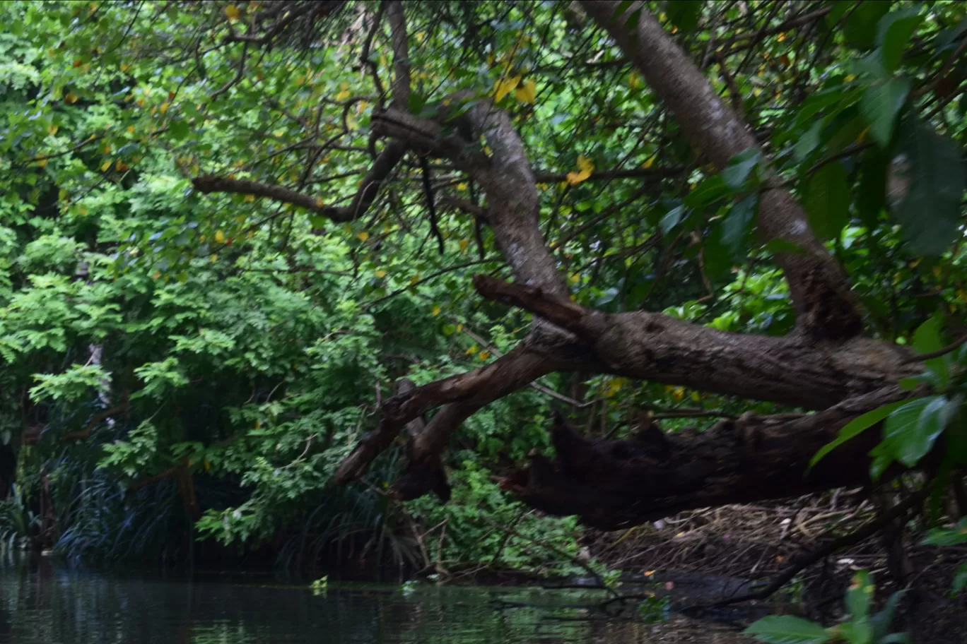 Photo of Kerala Backwaters By Kartik Sehgal