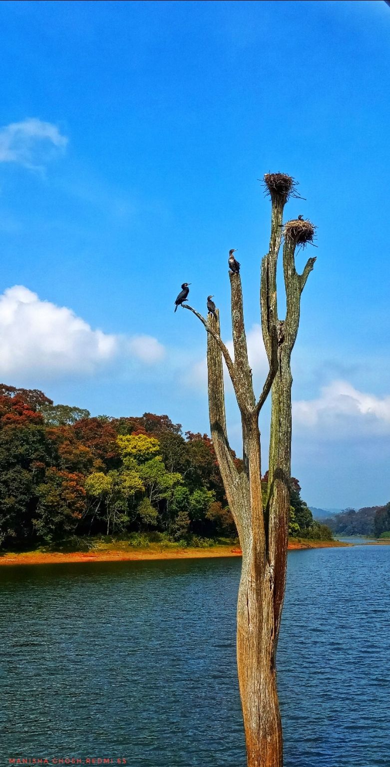 Photo of Periyar lake kerala By Manisha Ghosh