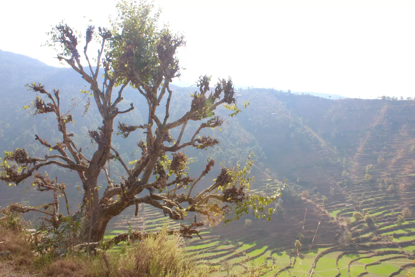 Photo of Nagtibba Trek/ Trekking By 2itchyfeets