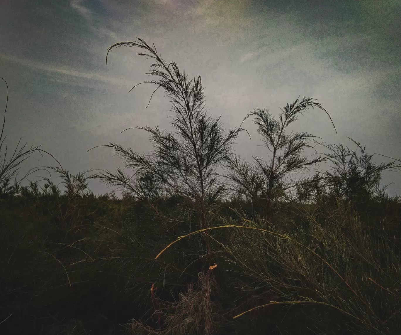 Photo of Chilka By Chandrika Pyne